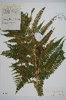 藏品(大理峨眉蕨)的圖片