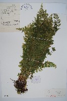 藏品(溪洞碗蕨)的圖片