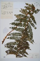 藏品(山地鱗毛蕨)的圖片