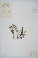 藏品(小鐵角蕨)的圖片