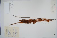 藏品(桂皮紫萁)的圖片