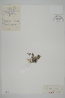 藏品(銀粉背蕨)的圖片