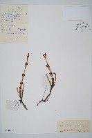 藏品(問荊)的圖片