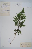 藏品(狹葉蹄蓋蕨)的圖片