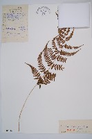 藏品(日本蹄蓋蕨)的圖片