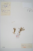 藏品(地刷子石松)的圖片