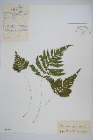 藏品(卵果蕨)的圖片