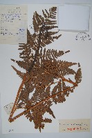 藏品(蕨)的圖片