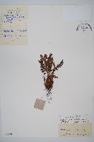 藏品(心岩蕨)的圖片