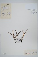 藏品(烏蘇里瓦葦)的圖片