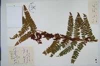 藏品(桂皮紫萁)的圖片