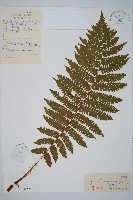 藏品(山地鱗毛蕨)的圖片