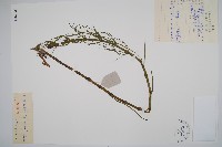 藏品(水木賊)的圖片