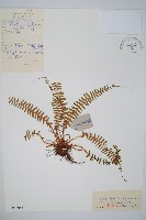 藏品(鞭葉耳蕨)的圖片