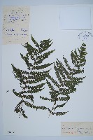 藏品(亞蹄蓋蕨)的圖片