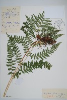 藏品(美麗鱗毛蕨)的圖片