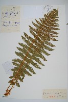 藏品(布郎耳蕨)的圖片