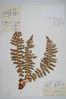 藏品(布郎耳蕨)的圖片