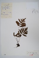 藏品(球子蕨)的圖片