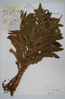 藏品(球子蕨)的圖片