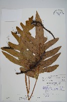 藏品(海岸星蕨)的圖片