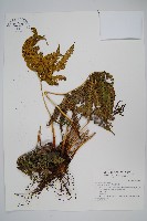 藏品(傅氏鳳尾蕨)的圖片