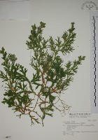 藏品(生根卷柏)的圖片