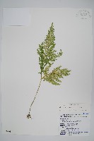 藏品(異葉卷柏)的圖片