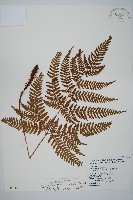 藏品(臺灣鱗毛蕨)的圖片