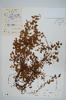 藏品(小葉海金沙)的圖片