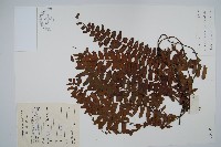 藏品(藤蕨)的圖片