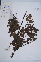 藏品(草綠短腸蕨)的圖片