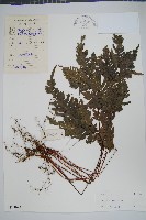 藏品(天草鳳尾蕨)的圖片