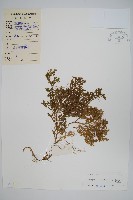 藏品(糙葉卷柏)的圖片