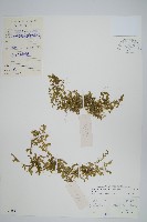 藏品(小笠原卷柏)的圖片