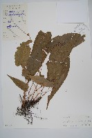 藏品(單葉新月蕨)的圖片