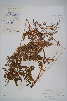 藏品(普通針毛蕨)的圖片