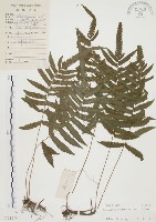 藏品(毛蕨)的圖片