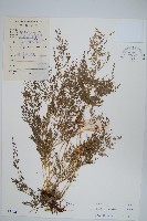 藏品(日本金粉蕨)的圖片