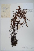 藏品(細葉碎米蕨)的圖片