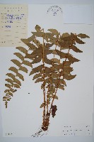 藏品(鐮羽貫眾)的圖片