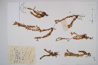 藏品(喜馬馬尾杉)的圖片