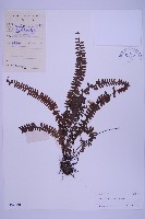 藏品(生芽鐵角蕨)的圖片