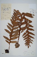 藏品(槲蕨)的圖片