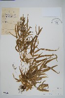 藏品(鳳尾蕨)的圖片