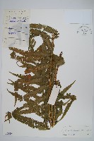 藏品(擬毛蕨)的圖片