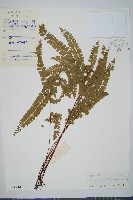 藏品(圓葉陵齒蕨)的圖片