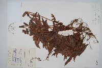 藏品(毛葉腎蕨)的圖片