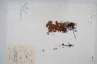 藏品(田字草，蘋)的圖片