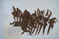 藏品(長葉腎蕨)的圖片